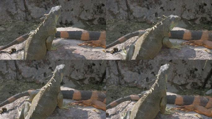 鬣蜥在石头上晒日光浴
