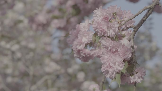 樱花日本樱花武汉樱花花开春天浪漫花瓣爱情