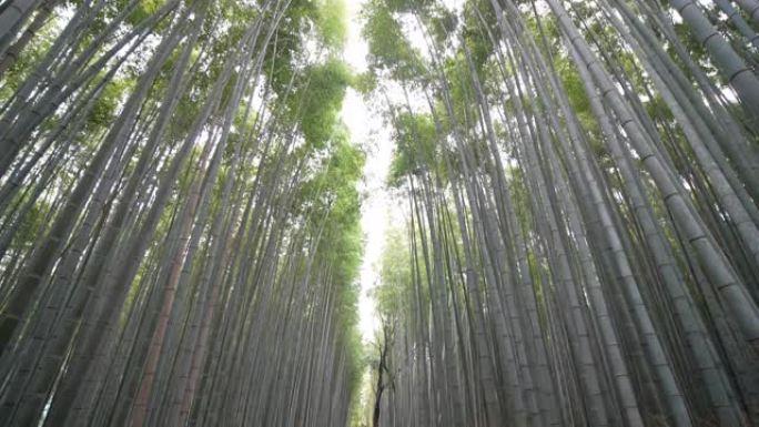 在日本京都岚山的竹林散步的人们