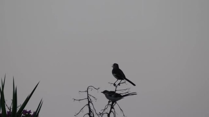 清晨，一对北方嘲讽的鸟或夜莺在牙买加蒙特哥湾的一根树枝上鸣叫，发出声音，天空灰蒙蒙。