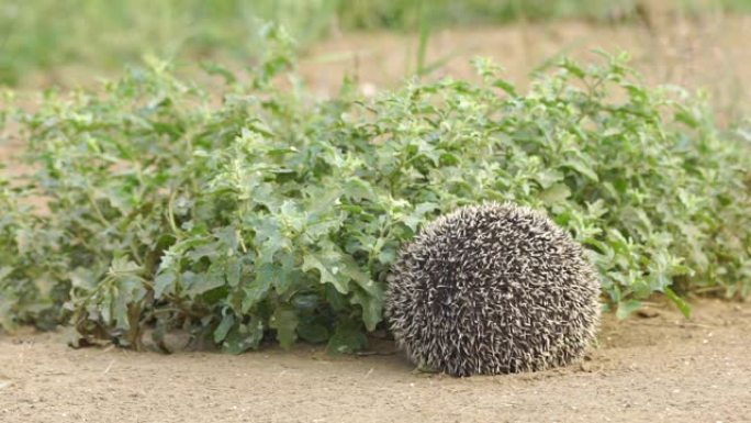 长耳刺猬 (Hemiechinus auritus)