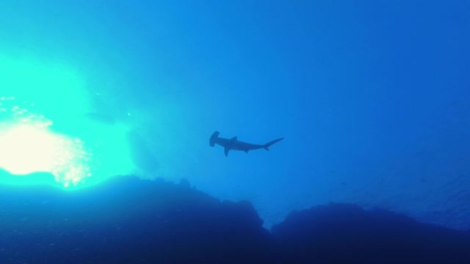 鲨鱼锤头的Siluet在珊瑚礁附近的蓝色水面背景中缓慢游泳，低角度拍摄。扇形锤头鲨或锤头鲨-Sphy