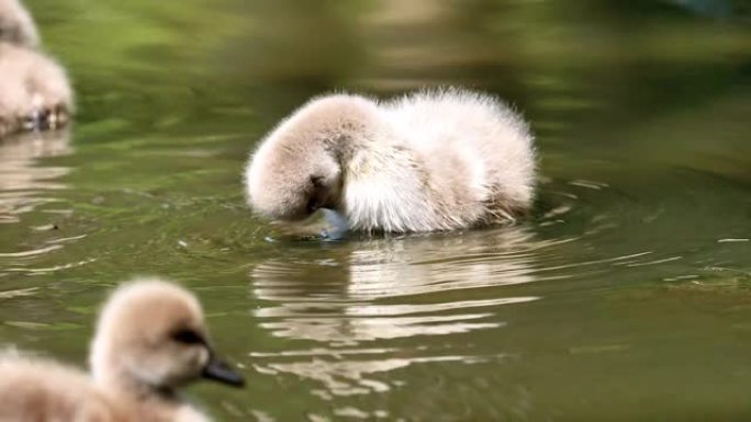小黑天鹅在湖中游泳，可爱的蓬松小天鹅漂浮在水面上，4k镜头慢动作。