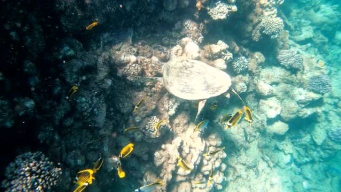 海龟。海龟在红海中游泳