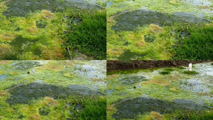 一片充满绿藻的沼泽地，绿色海藻高清视频，