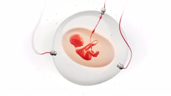 人造孕囊中胎儿发育的概念动画