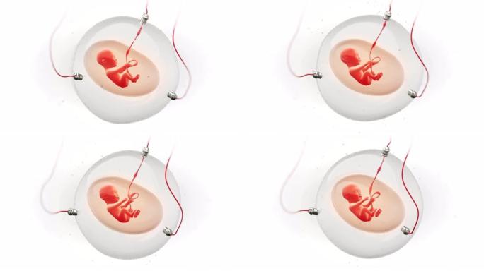 人造孕囊中胎儿发育的概念动画