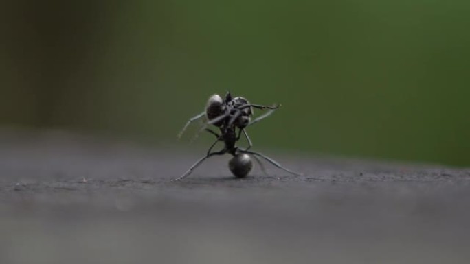 宏观慢动作两只黑蚂蚁在激烈的对抗中