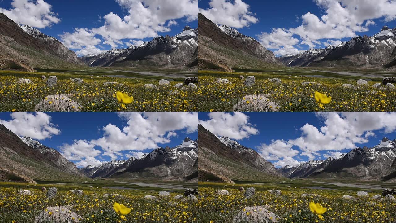 印度北部查谟克什米尔邦喜马拉雅山脉背景的美丽黄色花朵草地