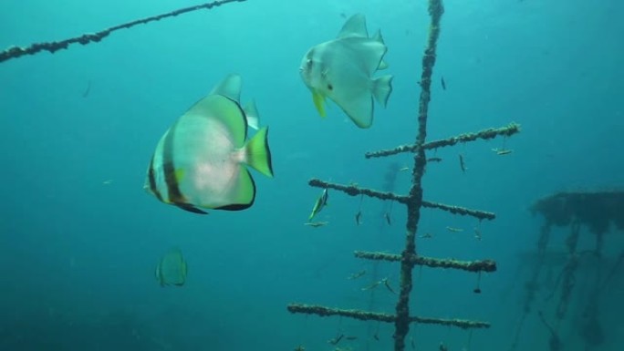 水下珊瑚苗圃的Longfin spabefish学校 (Platax teira)