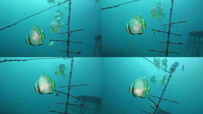水下珊瑚苗圃的Longfin spabefish学校 (Platax teira)