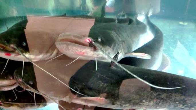 河鱼鲶鱼特写在一家超市的水族馆里，很多鱼在水族馆里游泳