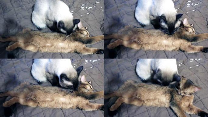 成年猫湄公河短尾猫舔脖子小猫索马里