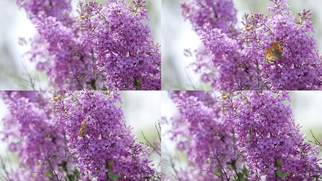 在阳光明媚的春天，花在盛开的丁香花上画蝴蝶 (Vanessa Cynthia cardui)。浅场深