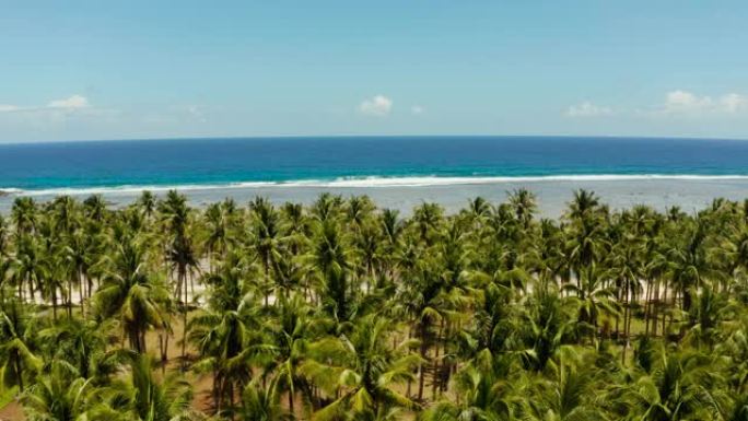 棕榈树热带海滩，鸟瞰图