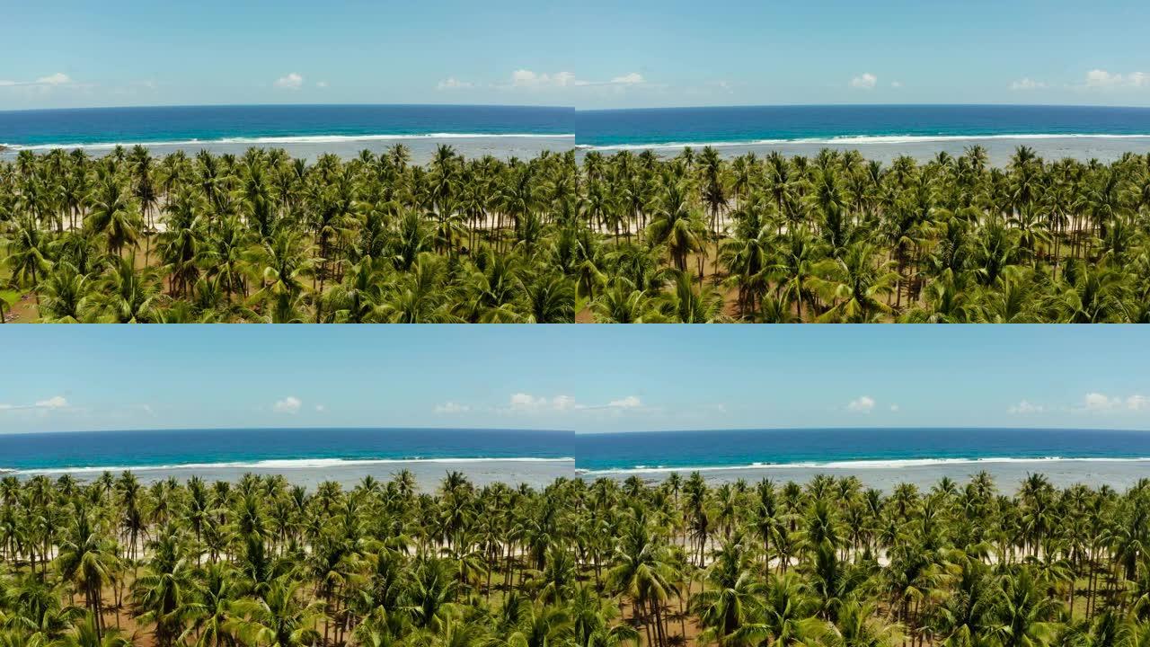 棕榈树热带海滩，鸟瞰图