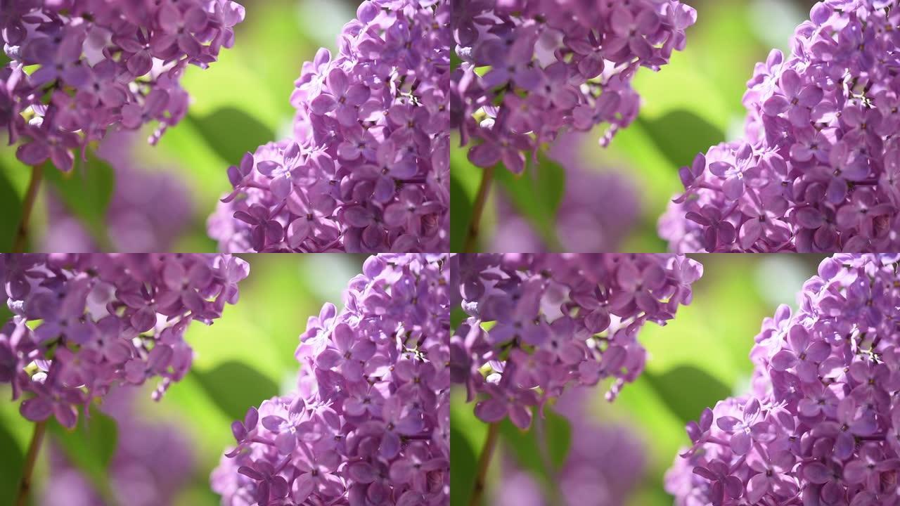 淡紫色的花
