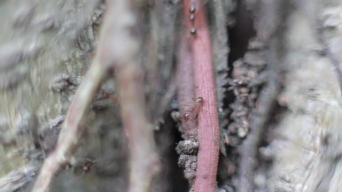 大型蚂蚁将蚂蚁蛋带回森林中一棵树上的巢穴
