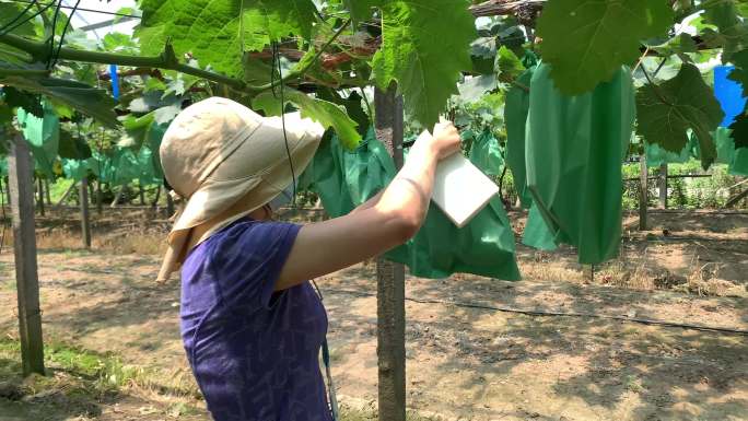 农业女科研人员记录果园测量数据