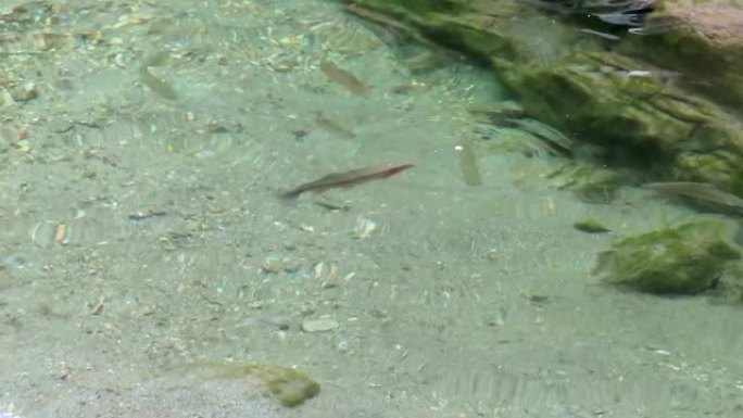 野生河鳟鱼 (Salmo trutta fario) 在蒂罗尔的奥地利阿尔卑斯山的溪流中游泳。