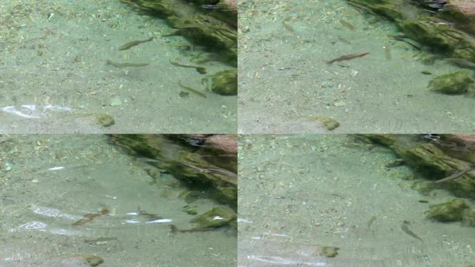 野生河鳟鱼 (Salmo trutta fario) 在蒂罗尔的奥地利阿尔卑斯山的溪流中游泳。