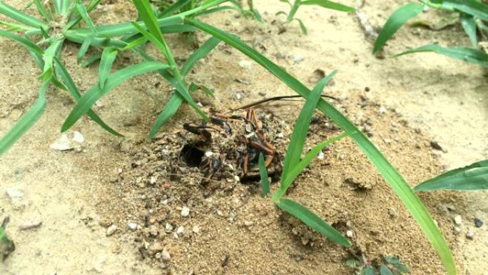 蚂蚁啃着死去的蝉