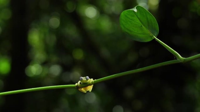 玻璃蛙在加勒比海森林的自然栖息地