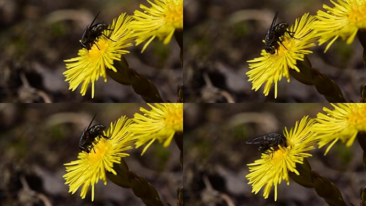 苍蝇收集花蜜，第一个春花妈妈和继母的花粉，自然背景