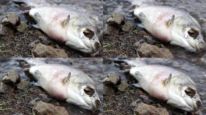 臭味死鱼在受污染的海岸上腐烂，有毒废物危害自然