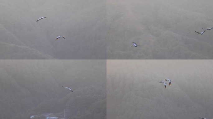 黑颈鹤振翅飞行的慢动作视频