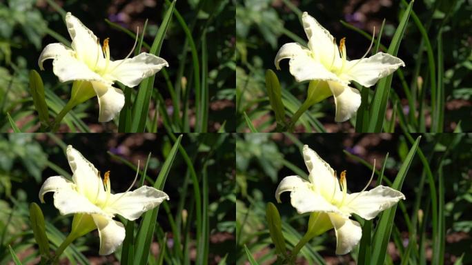 黄花菜 (Hemerocallis)