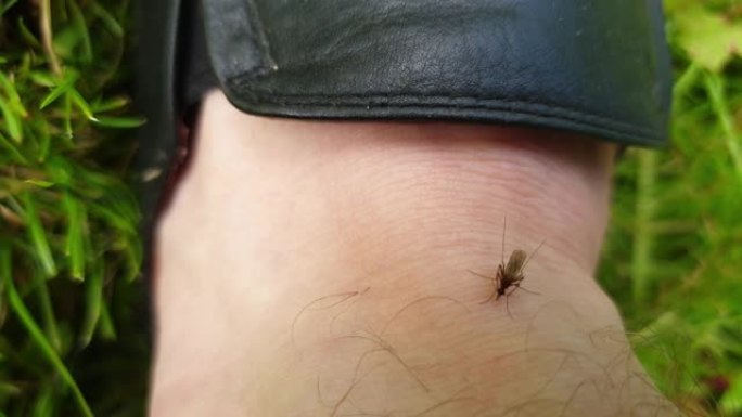 身体上有蚊子。皮肤上的蚊子。