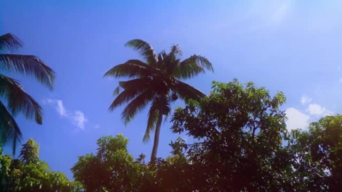 阳光明媚的一天，在植物与动态椰子树之间的芒果树在村里