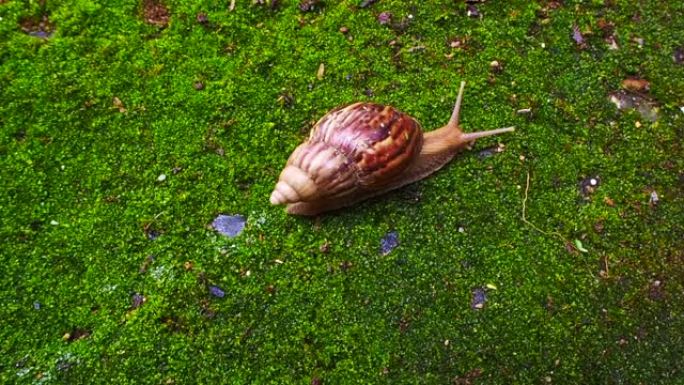 蜗牛在绿色潮湿的苔藓上爬行关闭