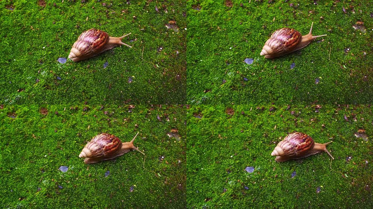 蜗牛在绿色潮湿的苔藓上爬行关闭