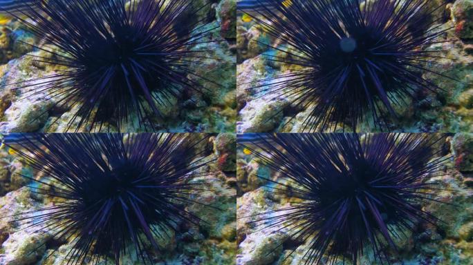 海床Diadema Setosum的海胆