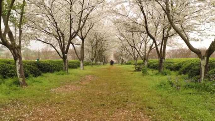 中国江西南昌凤凰沟风景区樱花