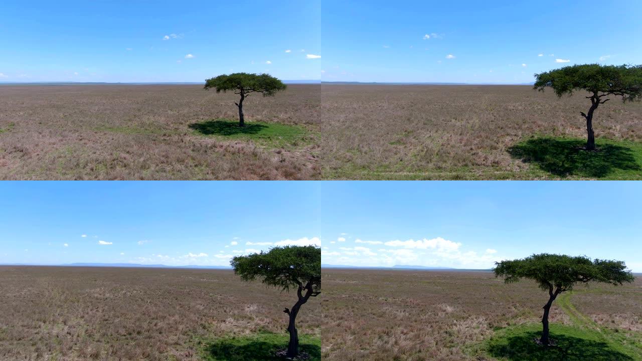 在晴天，非洲大草原在相思树周围盘旋的天线