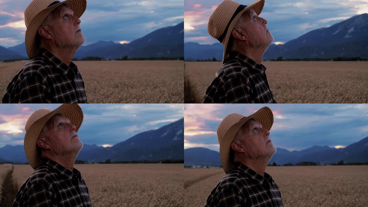 农民站在麦田里仰望天空的特写镜头。