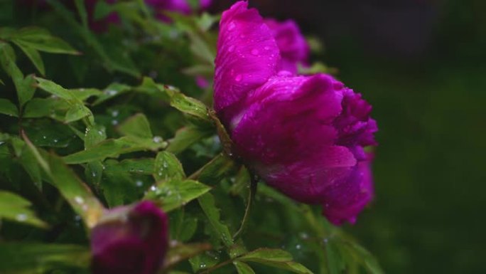 雨天有水滴的牡丹花