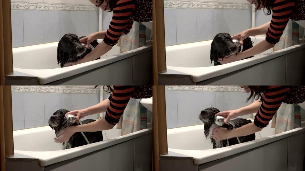 女人在浅浴中洗澡，黑白狗。她用干净的水将其从淋浴中倒出，然后洗掉洗发水。狗耐心地站在浴缸里。侧视图。