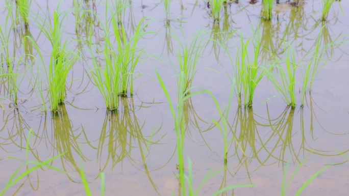 禾苗出绿 水稻基地