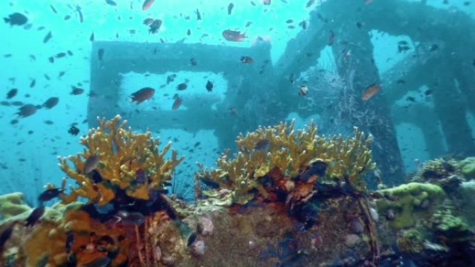 泰国披披岛水下人造珊瑚礁苗圃