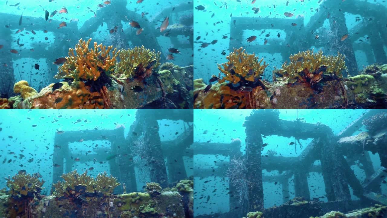 泰国披披岛水下人造珊瑚礁苗圃