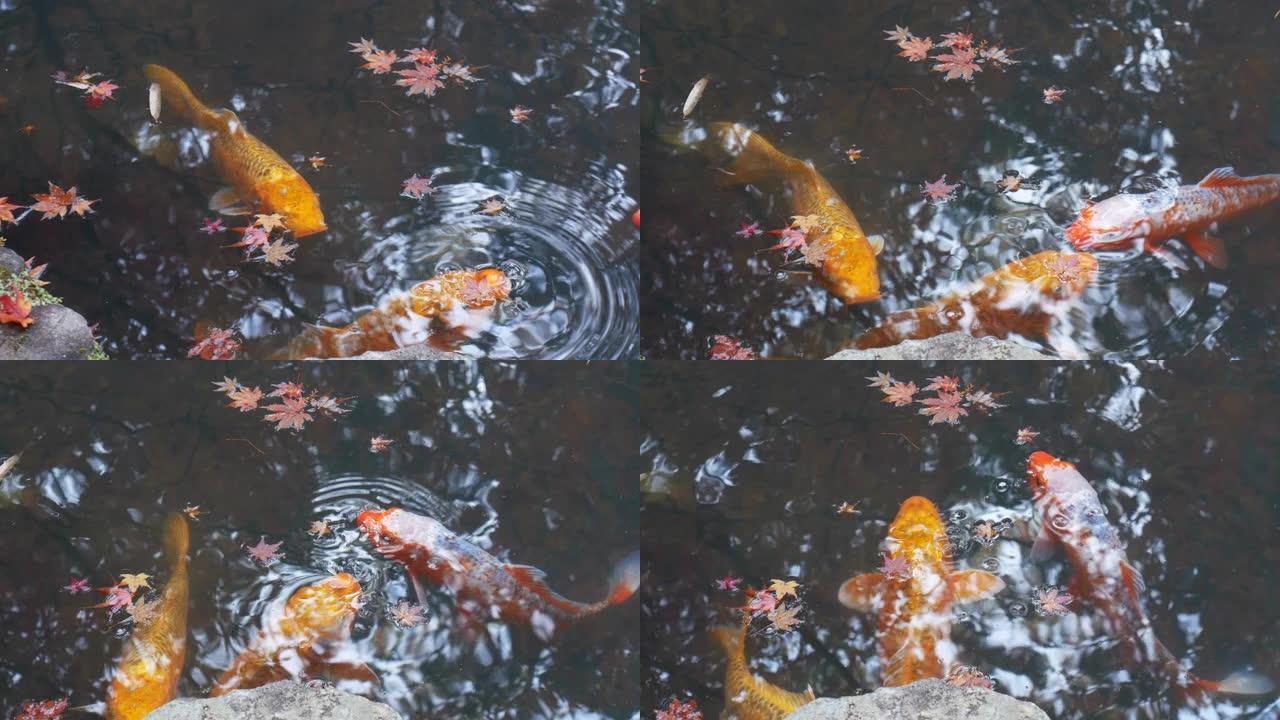 锦鲤池中的日本锦鲤