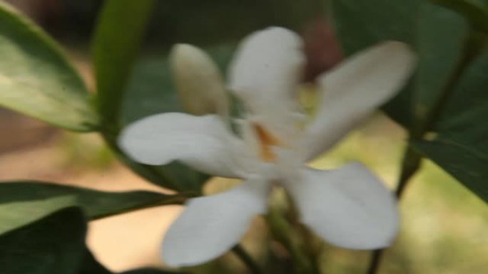 花园中Wrightia抗痢疾，白色雪花，wrightia，Inda flower的特写镜头。