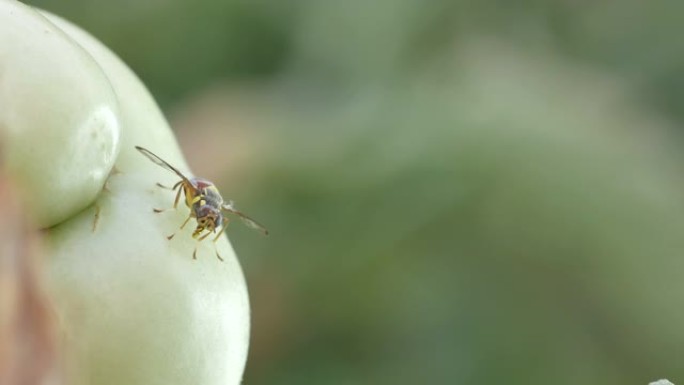 果蝇在番茄周围休息