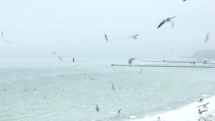 海鸥飞越冰封海面广角射击