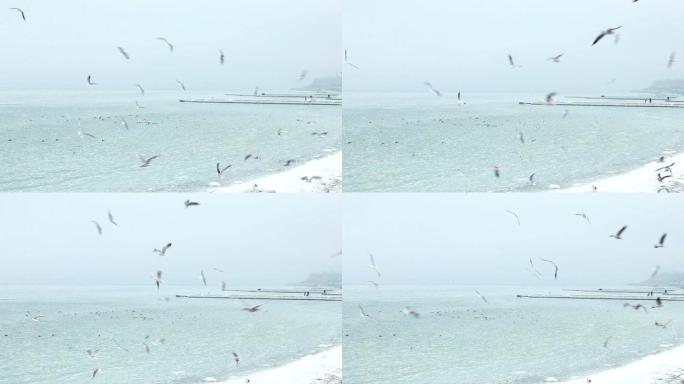 海鸥飞越冰封海面广角射击