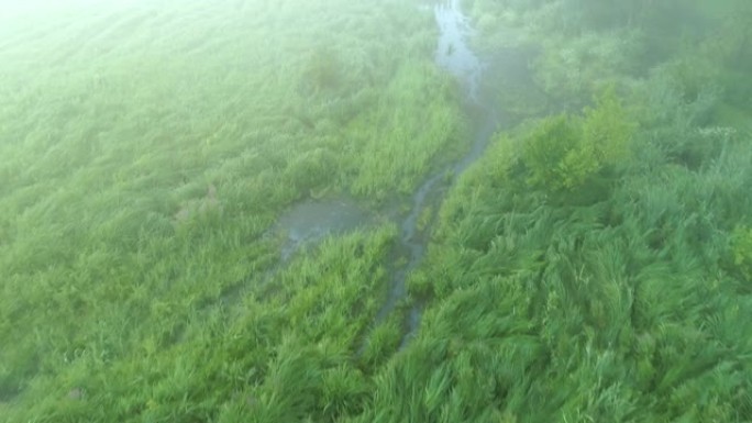 雾蒙蒙的早晨风景绿色沼泽树木空中